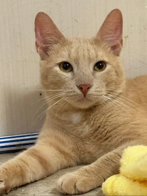 Cremoso - anhänglicher Schmuser sucht Kuschelplatz