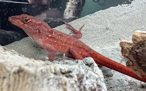 Anolis Nachzuchten