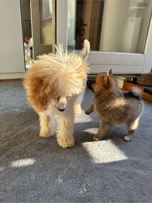 Maltipoo Rüde 