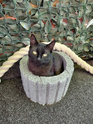 Schwarzer EKH Kater