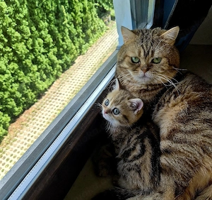 letzte GoldenTabby Mädchen 