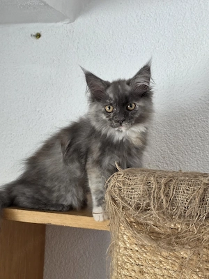 Maine Coon Kitten 