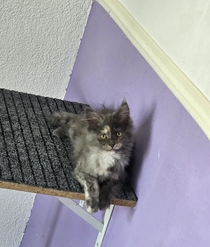 Maine Coon Kitten  abgabebereit 