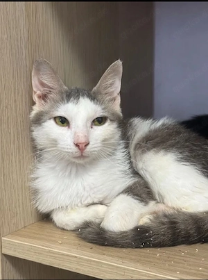 Skyyy - anhänglicher Flauschi sucht Kuschelplatz