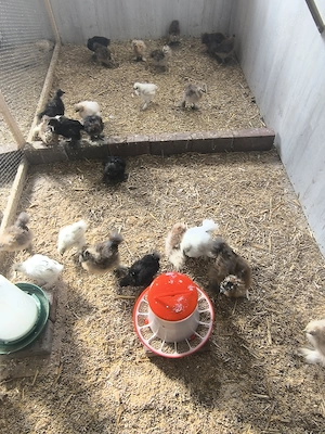 Seidenhuhn Kücken 
