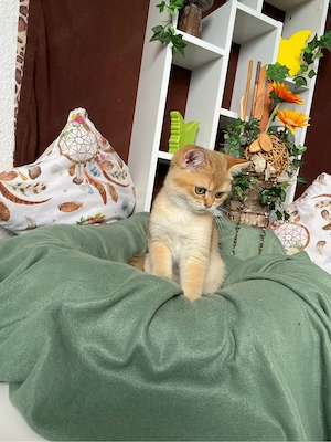 letzte Chance, 1 Bkh kitten black golden stammbaum ab sofort