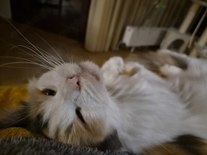 Wunderschöne Main Coon Dame