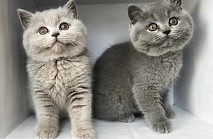 BKH Kitten mit Stammbaum abdem 13.07 abzugeben