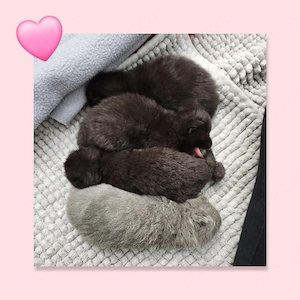 Exzellente Edelmix Kitten Bombay Bkh Baby Kätzchen wunderschön und total kinderlieb 