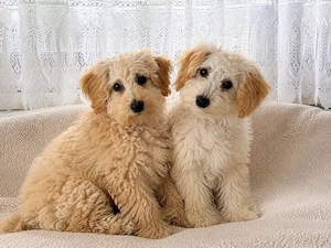 Maltipoo Welpen