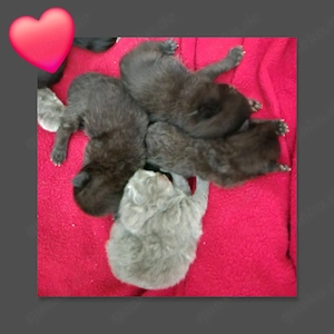 Edelmix Kitten Bombay Bkh Baby Kätzchen 