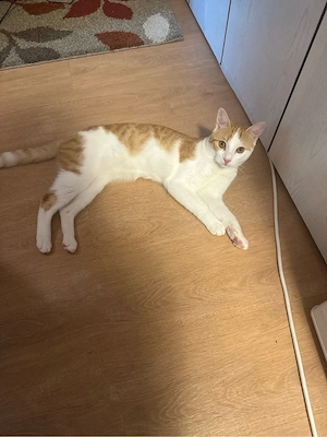 Toddy sucht ein neues Zuhause
