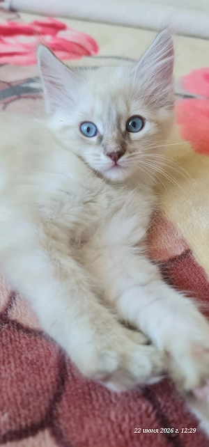 Heilige Birma  Ragdoll Katerchen 