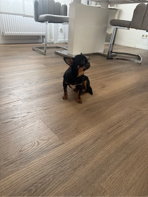 Chihuahua-Deckrüde  Armani  sucht passende Damen