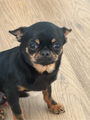 Chihuahua-Deckrüde  Armani  sucht passende Damen