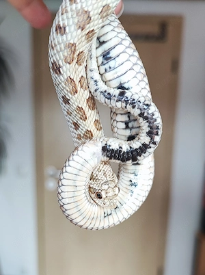 Frost het Snow Holdback Caramel Hypo Axanthic Albino Hakennasennatter Männchen 2025 