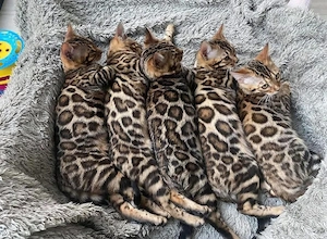 Bezaubernde Bengal Kätzchen ab dem 30.06.2026 abzugeben