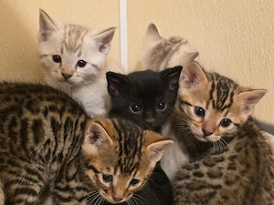 Bezaubernde Bengal Kätzchen ab dem 30.06.2026 abzugeben