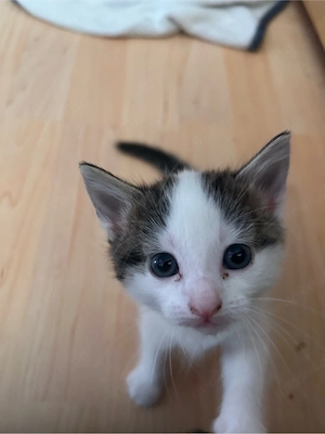 katzenbaby 