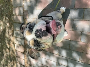 Old englisch Bulldogge 