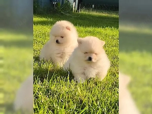 Pomeranian Zwergspitz Welpen Boo Typ