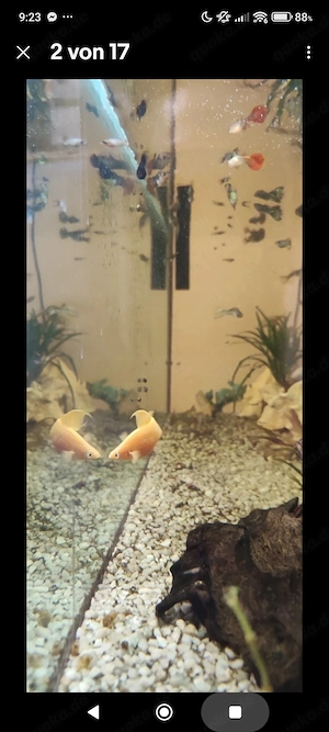 Aquarium Komplett mit Unterschrank mit Fischen