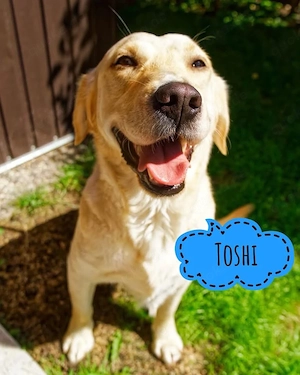 Toshi, lieber, freundlicher und verträglicher Labrador (Mix)