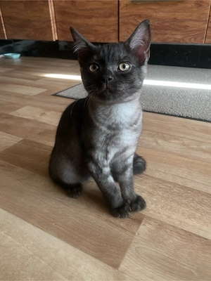 BHK Kitten