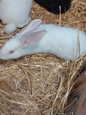 Deutsche Riesen Mix 