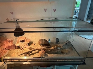 Terrarium 100x50x50 ausgestattet und 2 Leopardengeckos (w) 