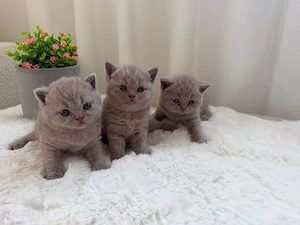 Britisch Kurzhaar (BKH) Kitten   Reservierung ab sofort möglich!