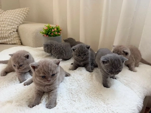 Britisch Kurzhaar (BKH) Kitten   Reservierung ab sofort möglich!