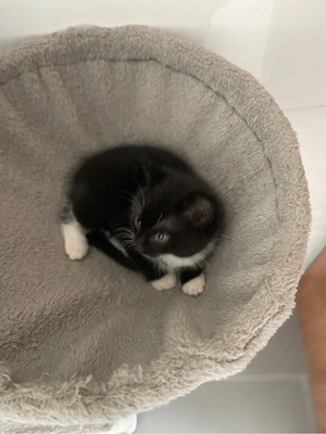 Kitten suchen ein neuens Zuhause 