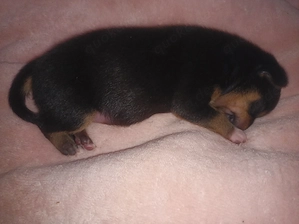 Welpen Chihuahua mix