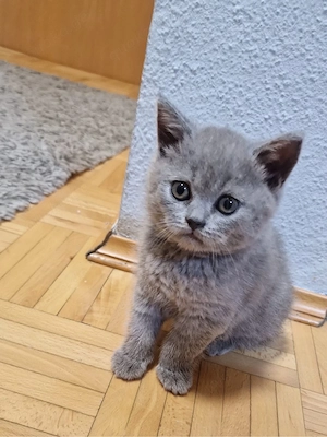 bkh kitten 