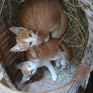 Kätzchen Kitten Katzenbabys