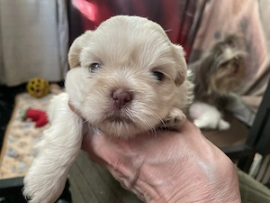 Reinrassige Shih Tzu Welpen in besonderen Farben!
