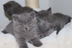Zum verlieben süße BKH-Kitten suchen ein neues Zuhause 