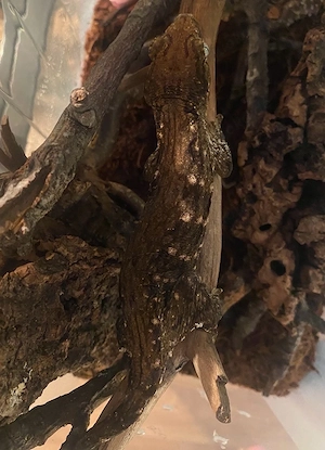 Rhacodactylus Leachianus   Mt. Koghis Tröger-Linie   het. melanistisch
