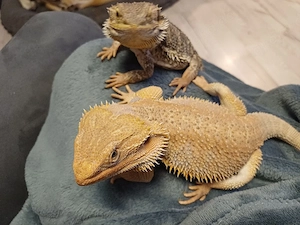 Bartagame Pogona Vitticeps