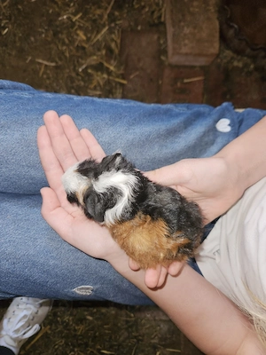 Meerschweinchen 