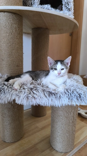 Babykätzen sucht liebevolles Zuhause
