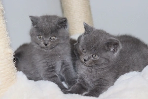 Zum verlieben süße BKH-Kitten suchen ein neues Zuhause 