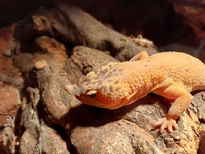 Leopardgeckos