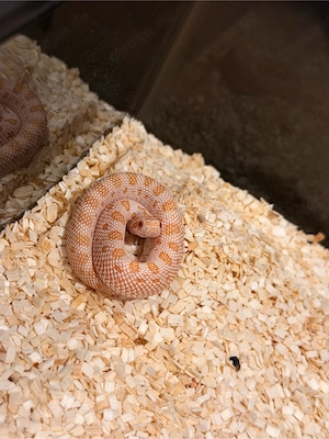 Hognose 1.0 Albino Arctic Anaconda het. Snow