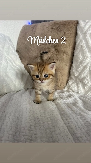 BKH Kitten - Eltern HCM-frei + 28-fach Laboklin Gentest negativ  Abgabe 04.08.26