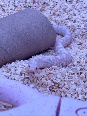 Hognose 0.1 Snow Conda