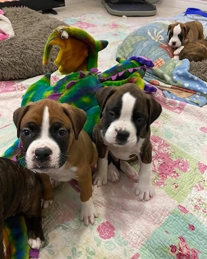 Boxer-Welpen   Liebevolle Zuhause gesucht 