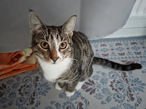 kater sucht neue bleibe