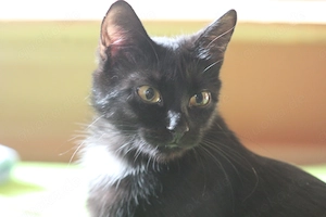 Mix-Katzenbaby